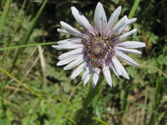 Berkheya purpurea