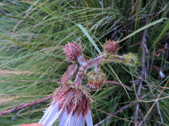 Berkheya purpurea