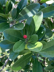 Canella winterana