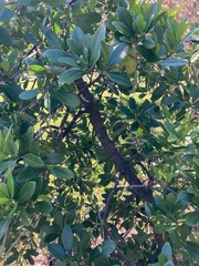 Canella winterana