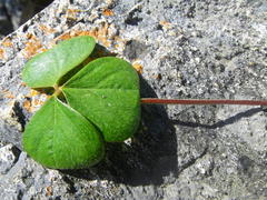 Oxalis strigosa