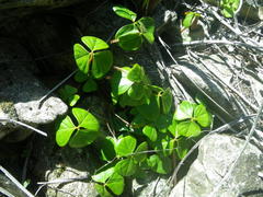 Oxalis strigosa