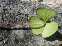 Oxalis strigosa