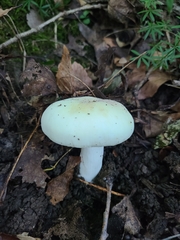Russula flavisiccans