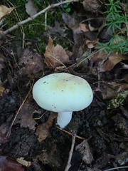 Russula flavisiccans