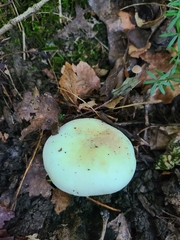 Russula flavisiccans
