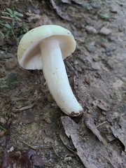 Russula flavisiccans