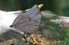 Amathuxidia amythaon