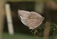 Amathuxidia amythaon