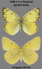 Colias philodice eriphyle