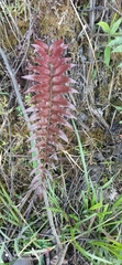 Blechnum novae-zelandiae