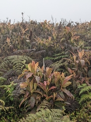 Miconia robinsoniana