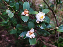 Camellia brevistyla