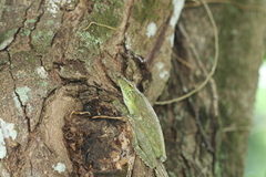 Itapotihyla langsdorffii