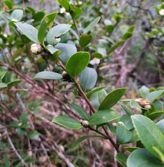 Camellia brevistyla
