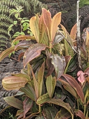 Miconia robinsoniana