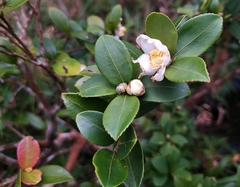 Camellia brevistyla
