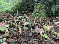 Clavariadelphus ligula