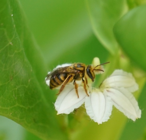 Photo of Australian Mellitidia (Mellitidia tomentifera)