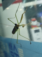 Tenodera angustipennis