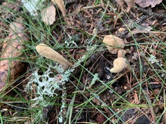 Clavariadelphus ligula