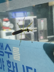 Tenodera angustipennis