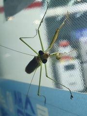 Tenodera angustipennis
