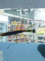 Tenodera angustipennis