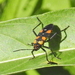 Milkweed Bug - Photo (c) Colin Ralston, some rights reserved (CC BY-NC), uploaded by Colin Ralston