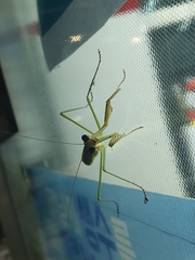 Tenodera angustipennis