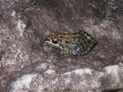 Leptodactylus camaquara
