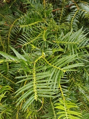 Cephalotaxus