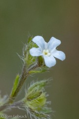 Lappula occidentalis occidentalis