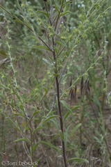 Lappula occidentalis occidentalis