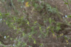 Lappula occidentalis occidentalis