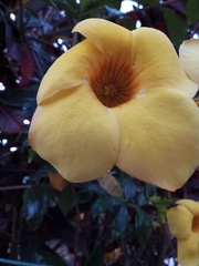 Allamanda schottii