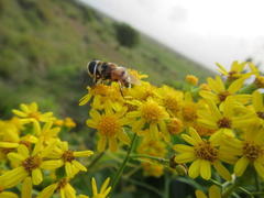 Phytomia
