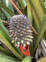 Aechmea sphaerocephala