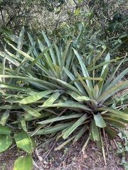 Aechmea sphaerocephala