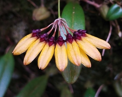 Bulbophyllum retusiusculum