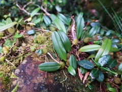 Bulbophyllum retusiusculum
