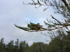 Ognevia longipennis