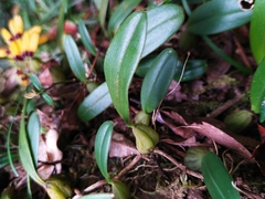 Bulbophyllum retusiusculum