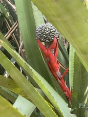 Aechmea sphaerocephala