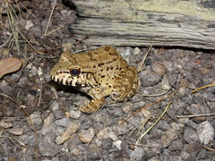 Leptodactylus labyrinthicus
