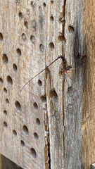 Ichneumonidae
