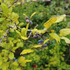 Forestiera ligustrina
