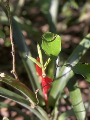 Billbergia amoena
