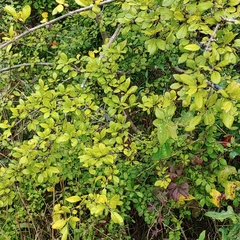 Forestiera ligustrina
