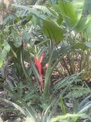 Billbergia amoena